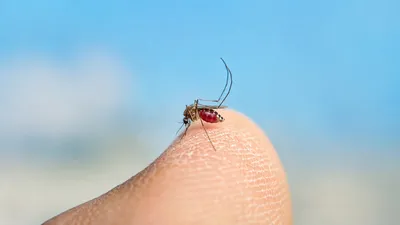Ethet e Nilit mbërrijnë në Shqipëri, asgjësohen nga Ethet e Lanës