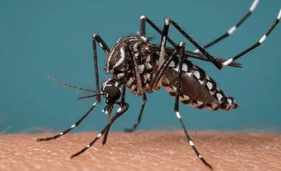 Leshterikët e detit dhe mushkonjat tigër të vetmet në garë për Porto Romanon