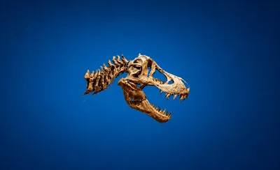 Shqipja gjuha më e vjetër në botë: T-Rex bërtiti "Oj nona jeme, na myti" kur ra meteori